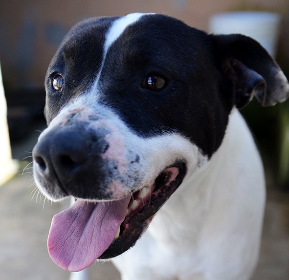 Princess dolcissima amstaff in adozione