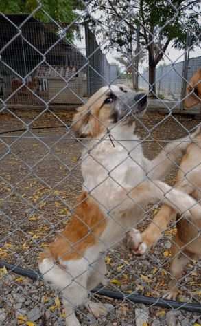 8mesi ultimo splendido cucciolo senza richieste. CALABRIA URGE CASA