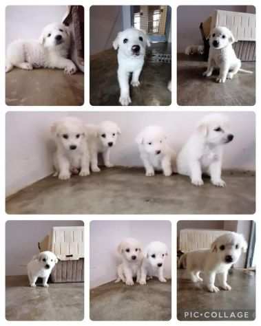 9 cuccioli bianchi in adozione