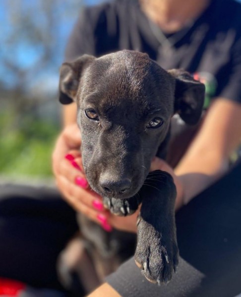 Olivia dolcissimo cucciolo in adozione