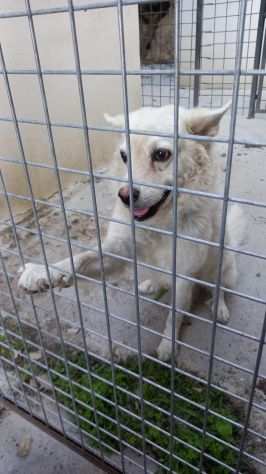 9anni messo fuori a catena,cieco ad 1occhio SICILIA