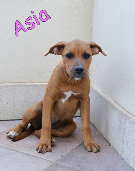 Bellissimi cuccioli simil amstaff in adozione