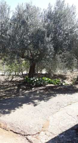A Villarosa (en), vista lagodiga, terreno con 23 piante di ulivo secolari,