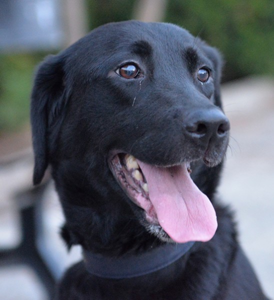 Lady dolce labrador in adozione