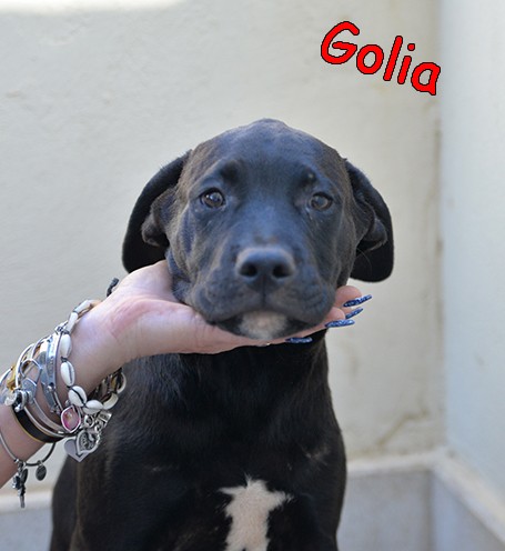 Bellissimi cuccioli simil amstaff in adozione