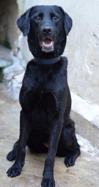 Lady dolce labrador in adozione