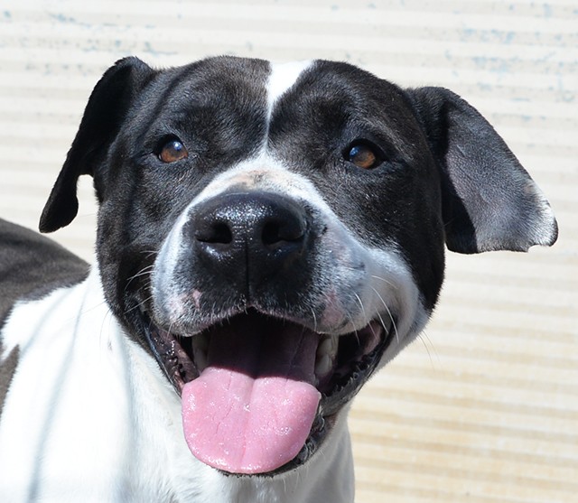 Princess stupenda amstaff in adozione