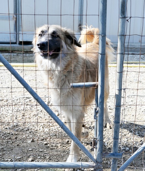 Jasmine, dolcissima mix pastore belga in adozione