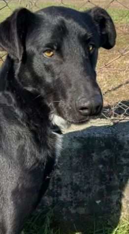 AARON EMPATICO E VITALE, CANE IN ADOZIONE.