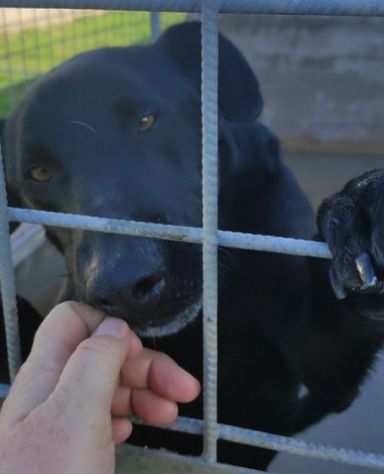 AARON EMPATICO E VITALE, CANE IN ADOZIONE.