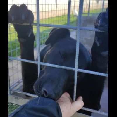AARON EMPATICO E VITALE, CANE IN ADOZIONE.
