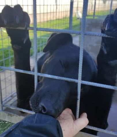 AARON EMPATICO E VITALE, CANE IN ADOZIONE.