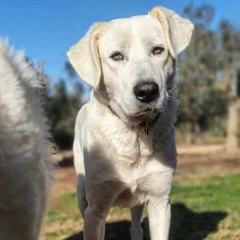 Achille,un tesoro tutto bianco.