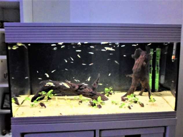 Acquario Askoll Pure XL (Led) - 94 lt. Bianco