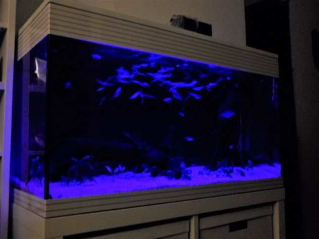 Acquario Askoll Pure XL (Led) - 94 lt. Bianco