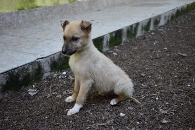 ADELMO CUCCIOLO METICCIO TAGLIA PICCOLA