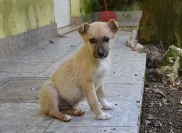 Adelmo cucciolo taglia piccola in adozione alfa