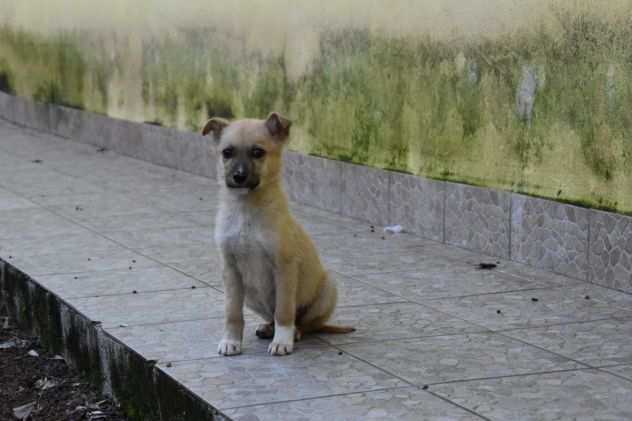 Adelmo cucciolo taglia piccola in adozione alfa