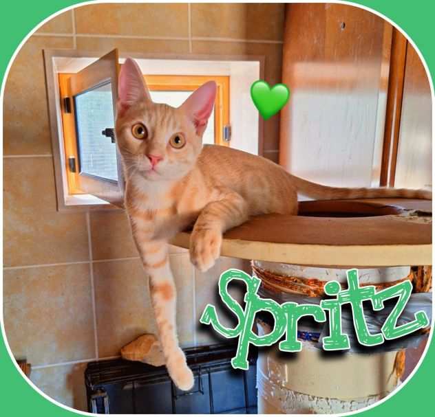 Adorabile gattino di nome Spriz di 4 mesi