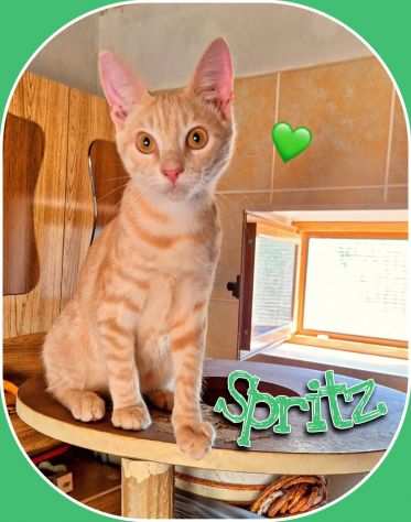 Adorabile gattino di nome Spriz di 4 mesi