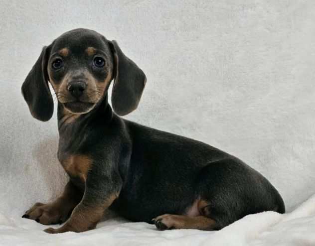 adorabili cuccioli di Bassotto ideali per bambini e famiglie