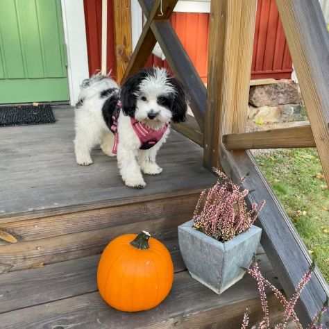 adorabili cuccioli di Havapoo