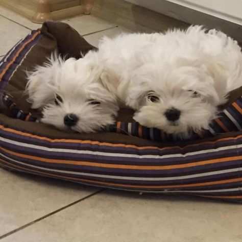 Adorabili Cuccioli di Maltese cercano Urgentemente una nuova Famiglia (Maschio e
