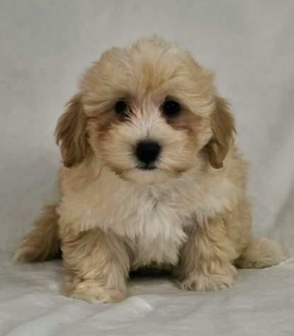 Adorabili cuccioli di Maltipoo ideali per bambini e famiglie