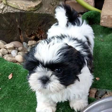 Adorabili cuccioli di Shih Tzu