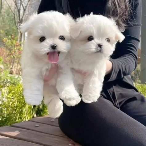 Adorabili Cuccioli Maltesi pronti per Adozione urgentemente Maschio e Femmina (R