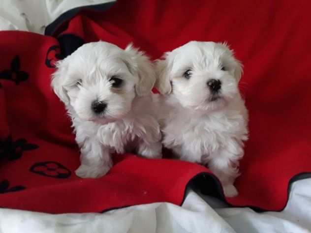 ADORABILI CUCCIOLI MASCHIO E FEMMINA MALTESE