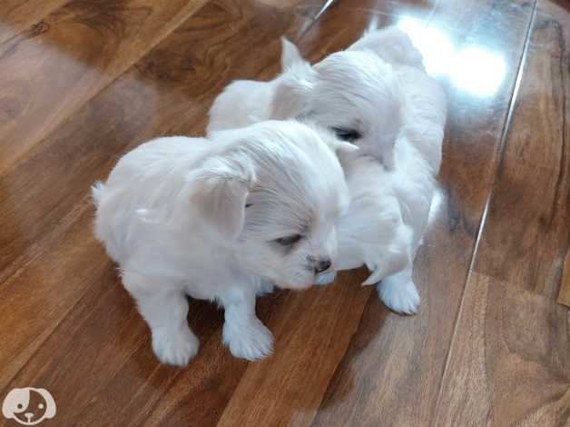 ADORABILI CUCCIOLI MASCHIO E FEMMINA MALTESE