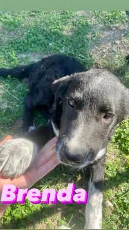 ADORABILI CUCCIOLI STANNO CRESCENDO IN UN BOX DONA LORO UNA VITA MIGLIORE