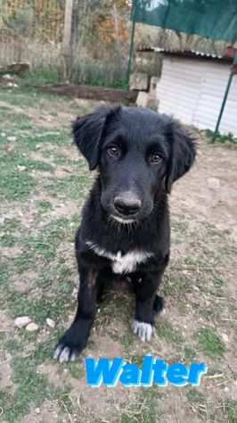 ADORABILI CUCCIOLI STANNO CRESCENDO IN UN BOX  DONA LORO UNA VITA MIGLIORE