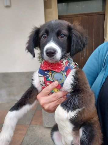 Adozione bellissima cucciola bianca e nera di tre mesi Taglia media