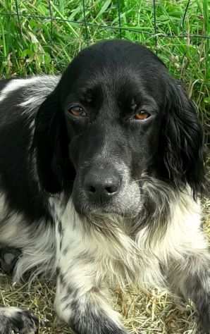 Adozione bellissima Setter Inglese Blue Belton di taglia piccola