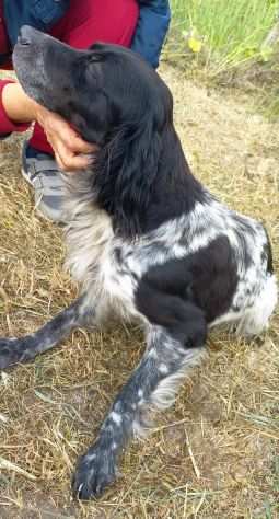 Adozione bellissima Setter Inglese Blue Belton di taglia piccola