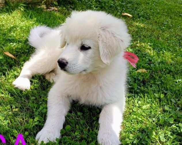 Adozione Blanca dolcissima cucciola di 2 mesi