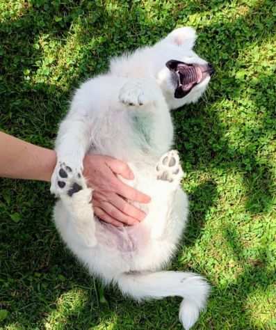 Adozione Blanca dolcissima cucciola di 2 mesi