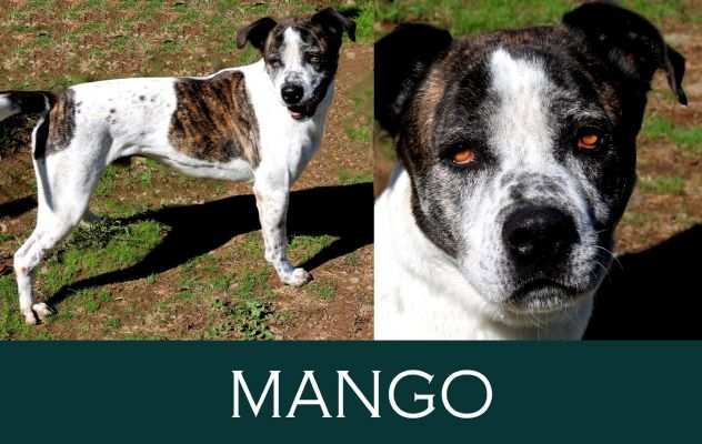 ADOZIONE CANI ANZIANI - Mango, bel cagnolone fiero