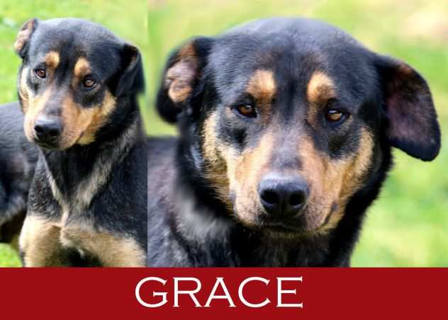 ADOZIONE DEL CUORE - La bella Grace, dal carattere dolce ed affettuoso