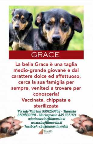 ADOZIONE DEL CUORE - La bella Grace, dal carattere dolce ed affettuoso