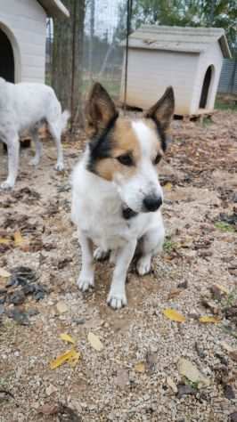 Adozione del cuore per questi due teneri cagnolini