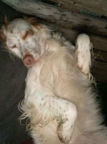 Adozione di una setter di 3 anni bianco arancio