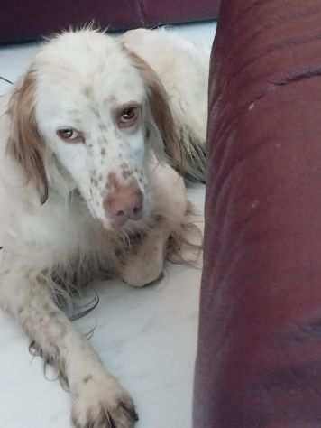 Adozione di una setter di 3 anni bianco arancio