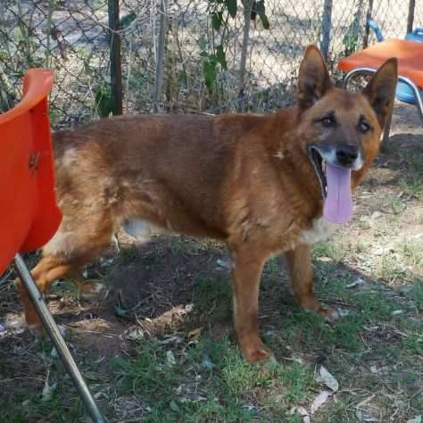 ADOZIONE Teddy Un gioiello chiuso in canile da 10 anni 