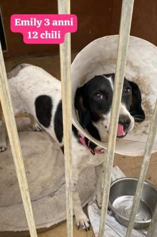 Adozioni piccoli cagnolini