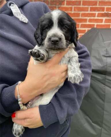 Affascinanti cuccioli COCKER SPANIEL INGLESE