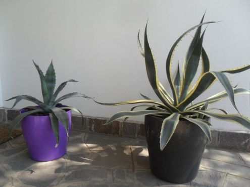 AGAVE AMERICANA