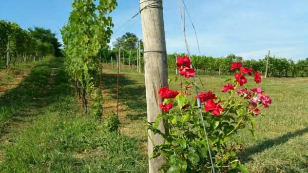 AGRITURISMO Pronto da Vivere